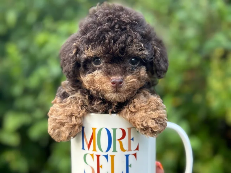 House of Paws Heritage Nursery