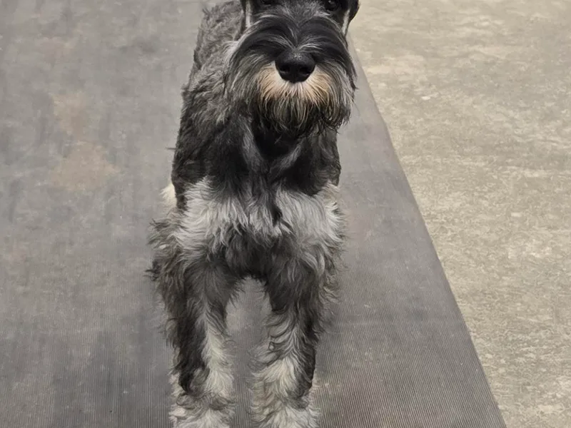 House of Roth Giant Schnauzers