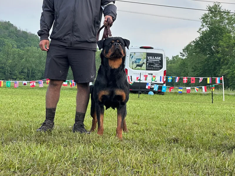 House Of Vasquez Rottweilers