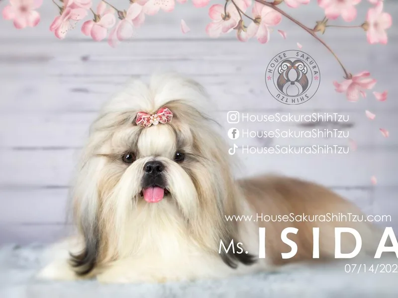 House Sakura Shih Tzu
