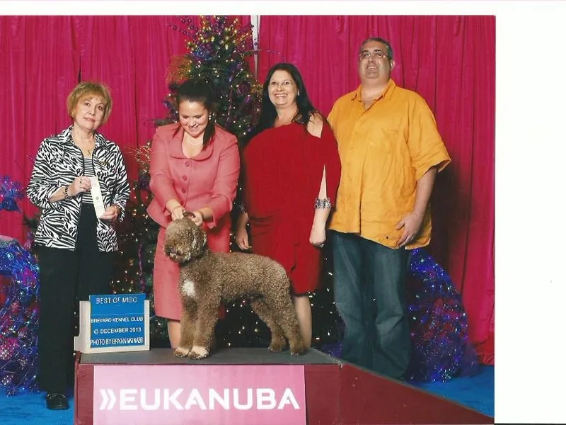 House Woller Lagotto