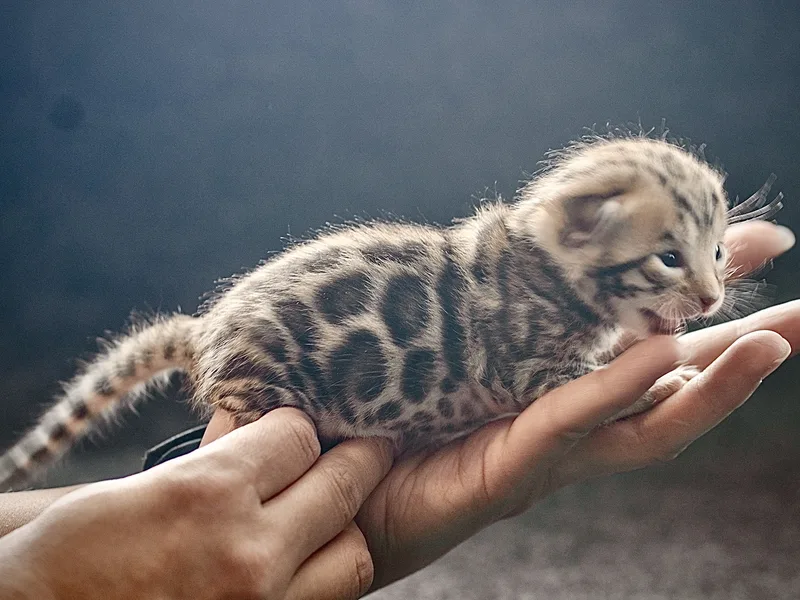 HouseOfBengalAZ