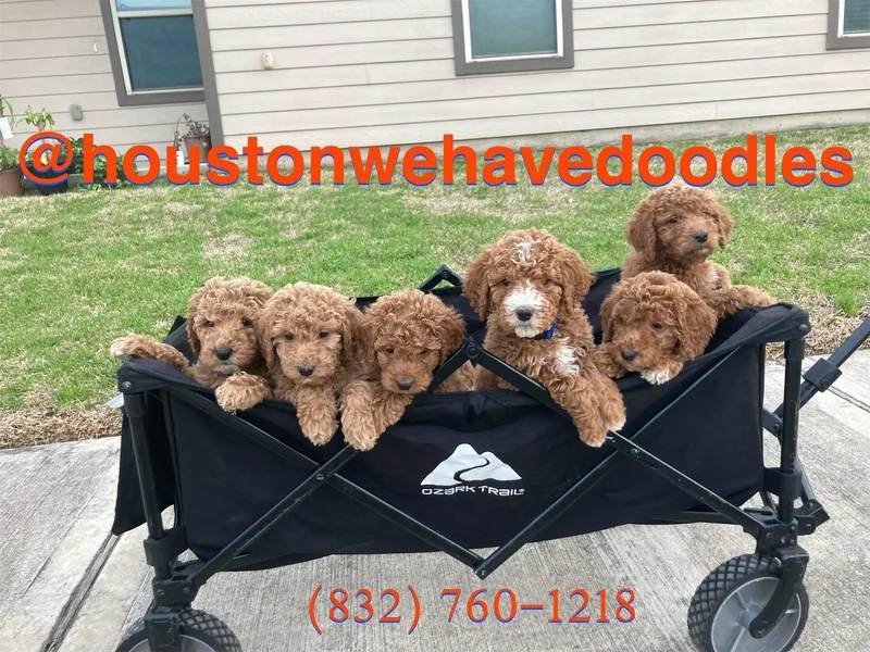 Houstonwehavedoodles
