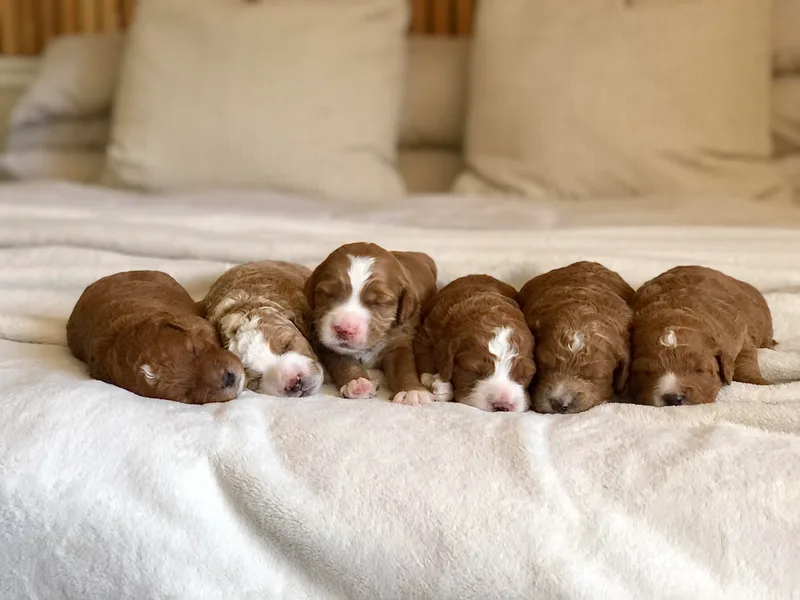 Howard House of Paws