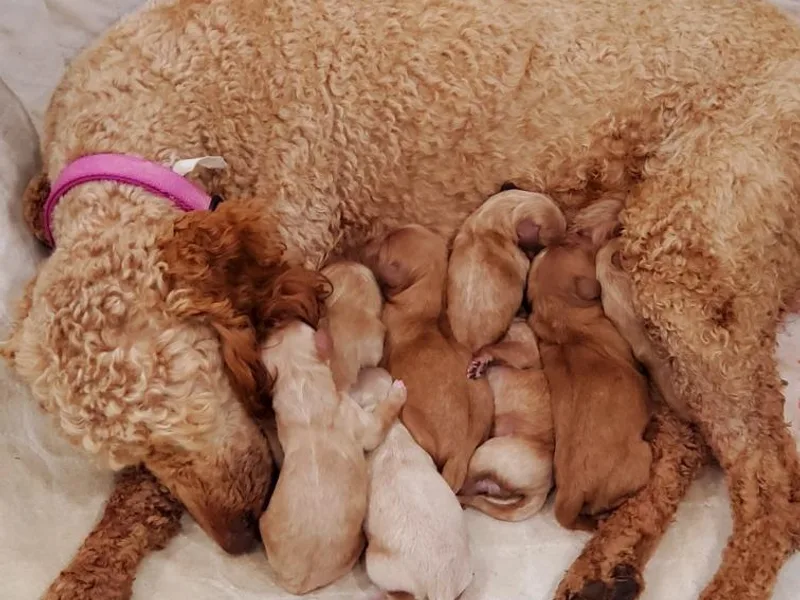 Howe Pretty Pups photo 1
