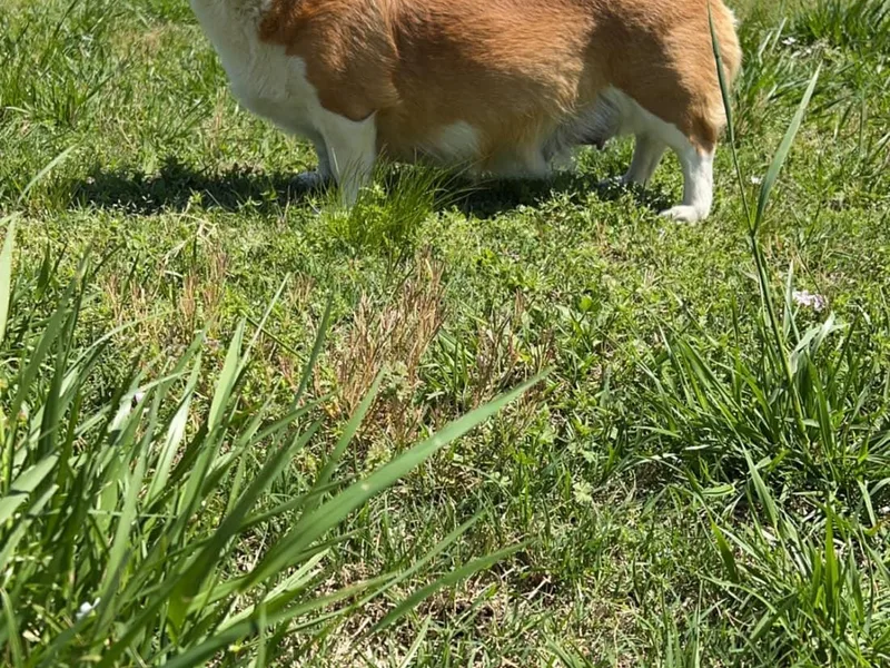 Howell Corgis