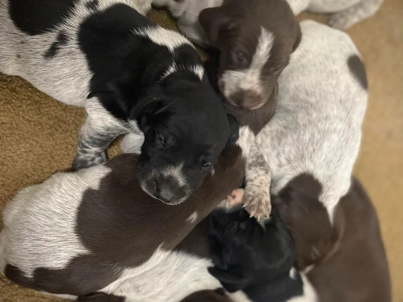 Howell Farm GSP