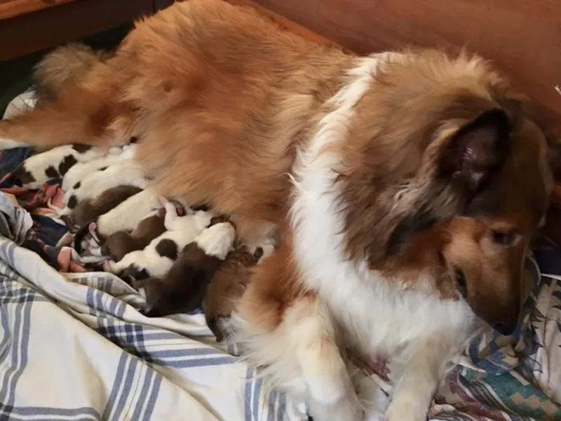 Howell’s Golden Collies