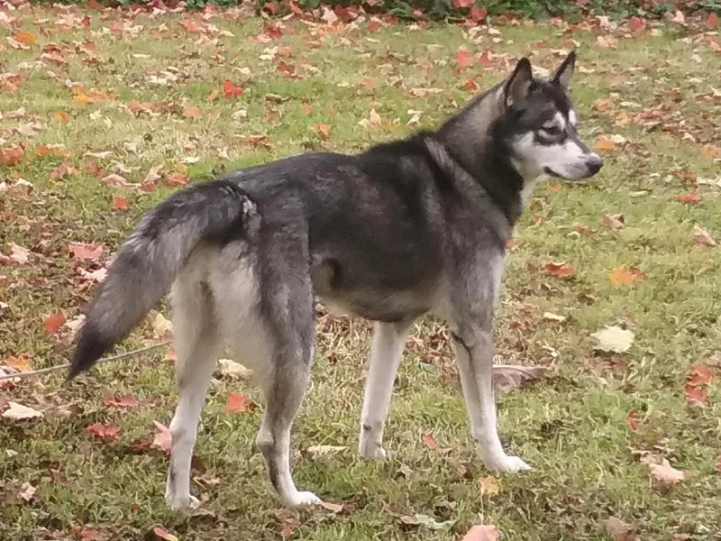 Howells Siberian Huskies