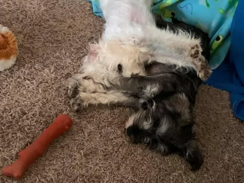 Hower’s Mini Schnauzers
