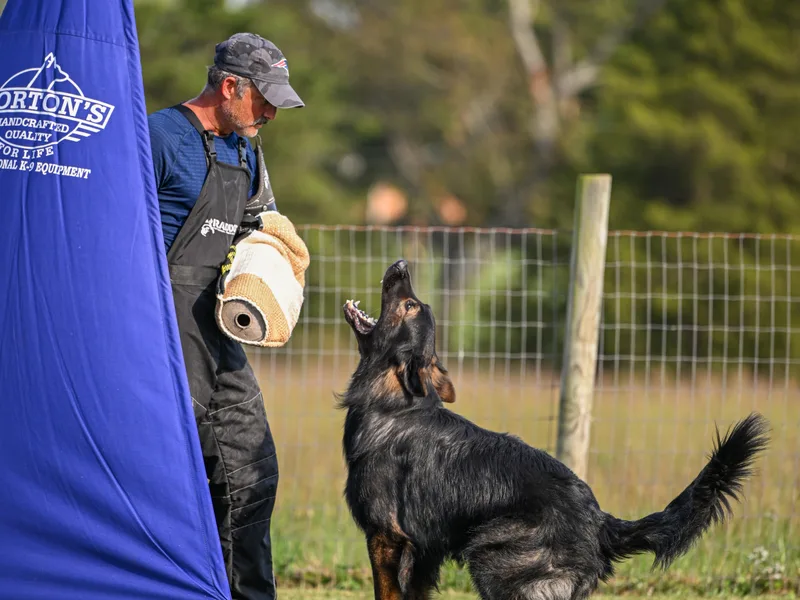 Howixx German Shepherds