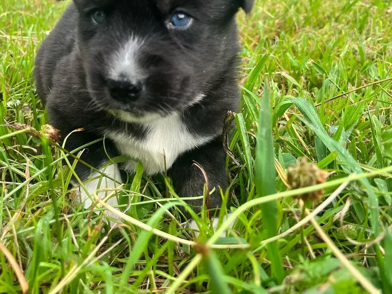 Howlin’ Husky Farms