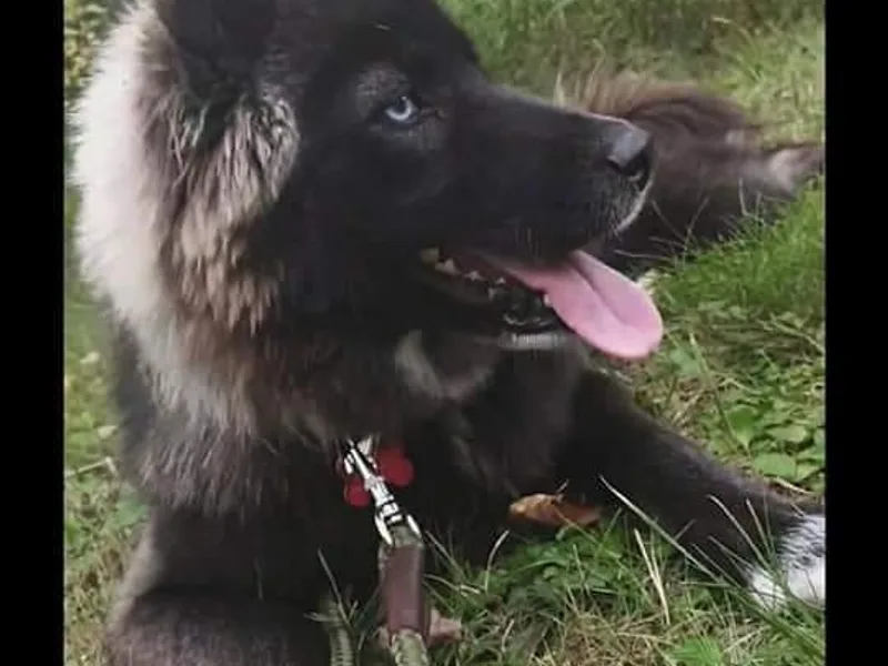 Howlin' in the Holler Wolfdogs 🐾🐺