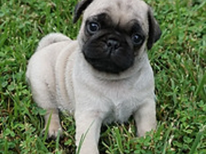 Howling Hill Kennels LLC