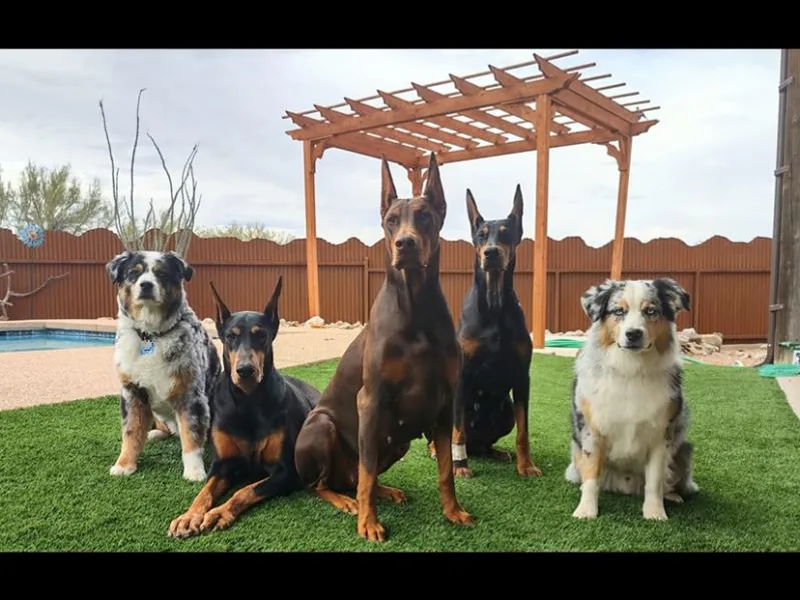 Howling Success Tucson