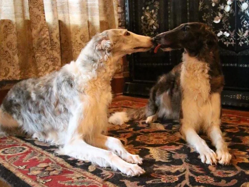 HowlinWolf Borzoi
