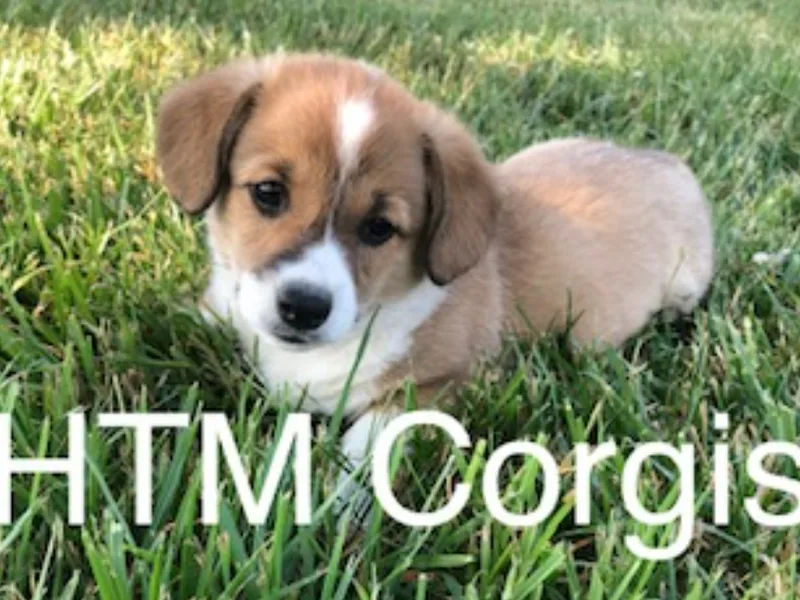 HTM Corgis