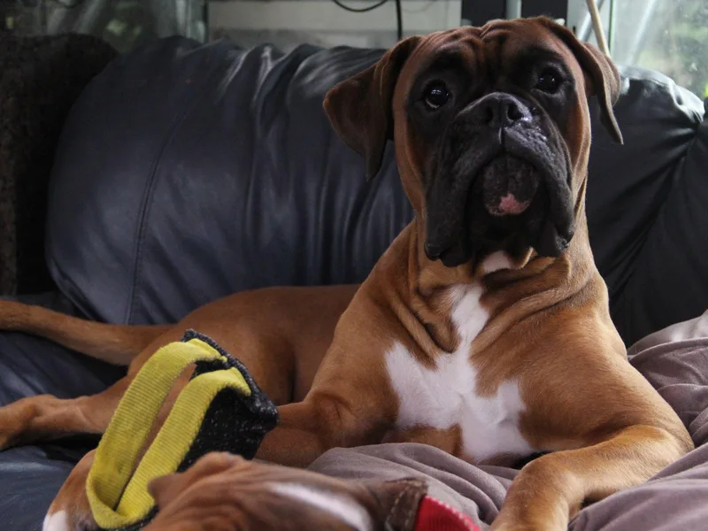 HubertTotzke Boxer Kennels