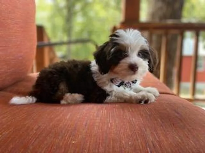 Huckleberry Bernedoodles