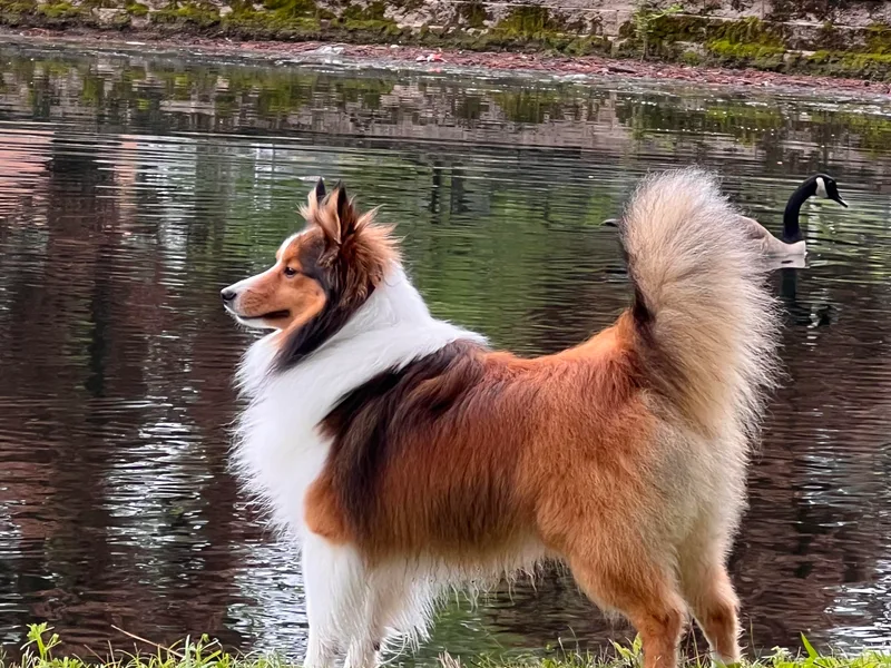 Huckleberry Farms Shelties