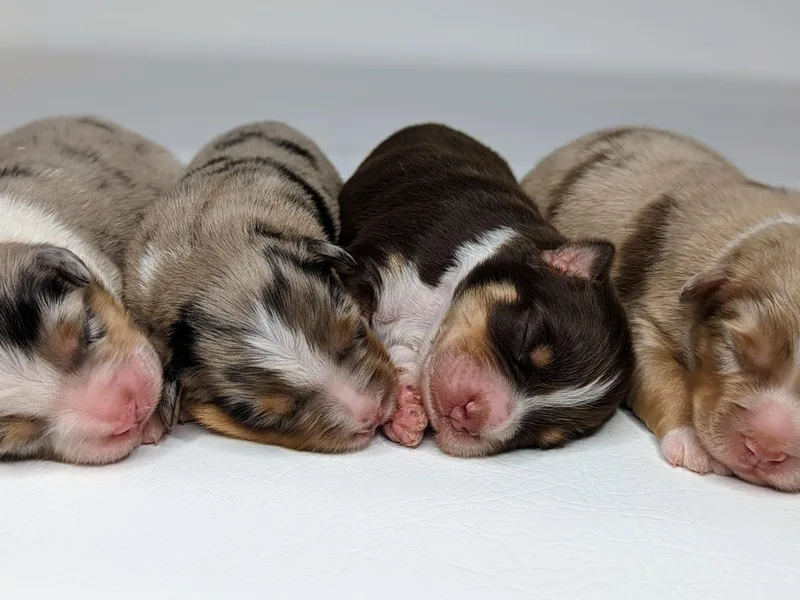 Huckleberry Hill Aussies LLC.