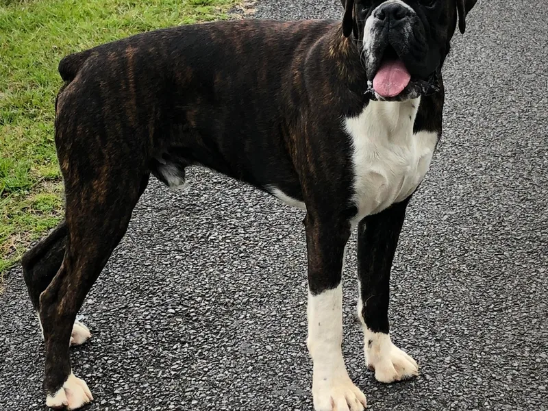 Huckleberry Hill Boxers