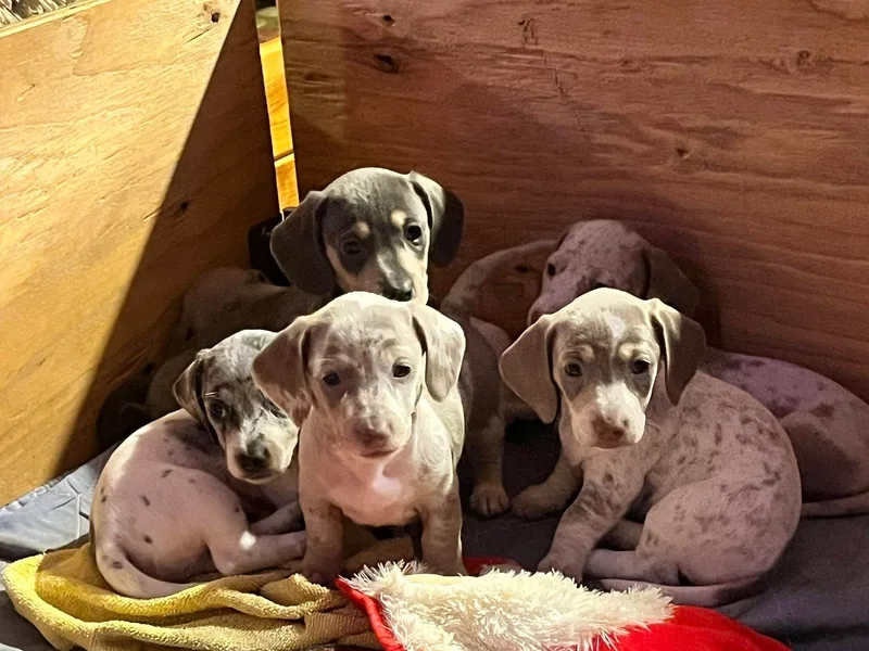 Huckleberry Pups photo 1
