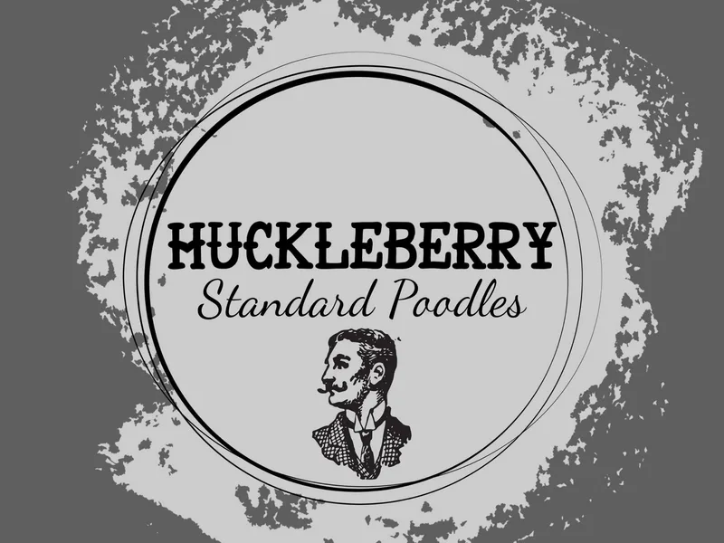 Huckleberry Standard Poodles