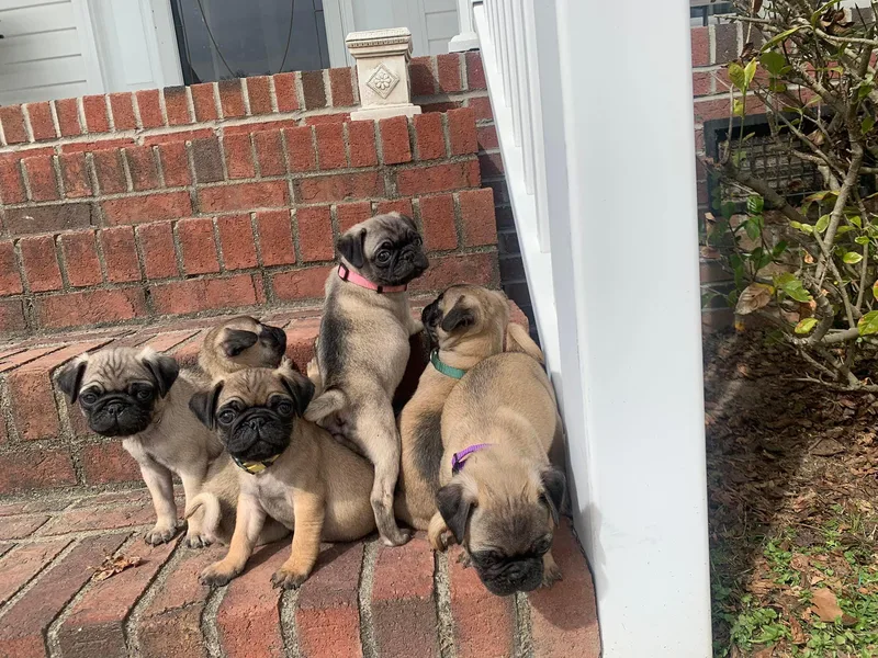 Hudson Pugs