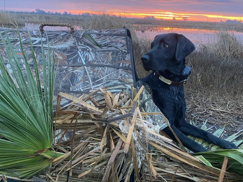 Hudson Silverado Bird Dogs