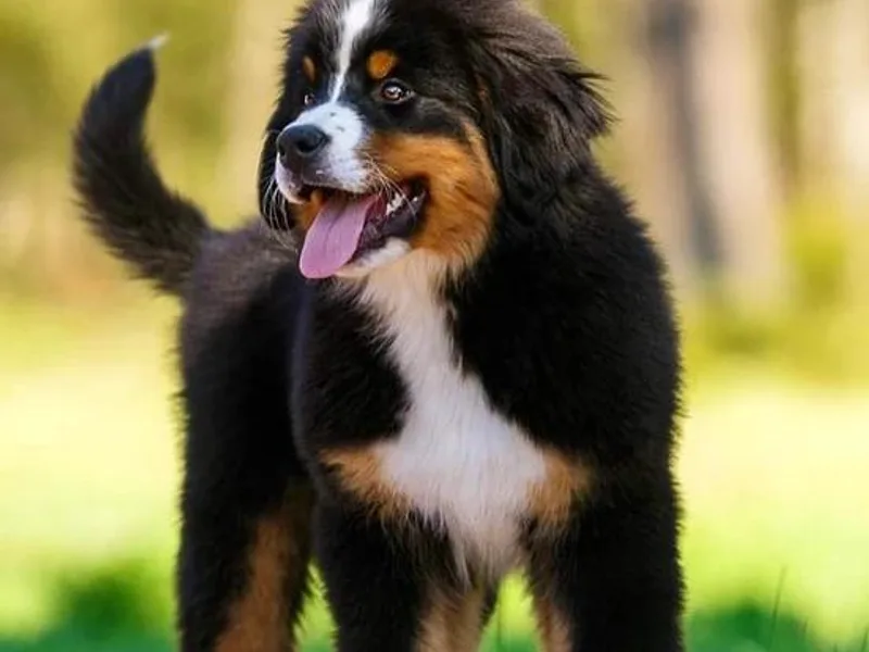 Hudson Valley Berners