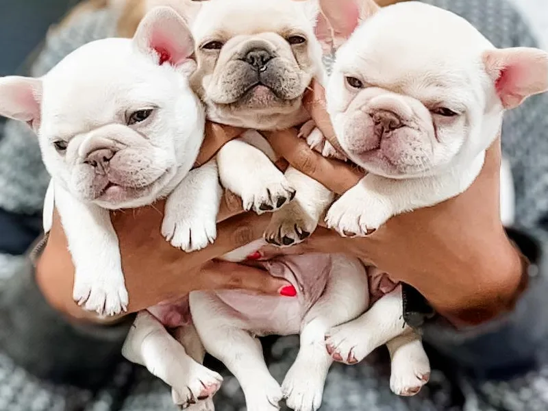 Hudson Valley Frenchies