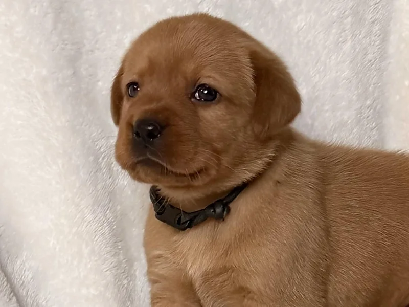 Hudson Valley Labradors