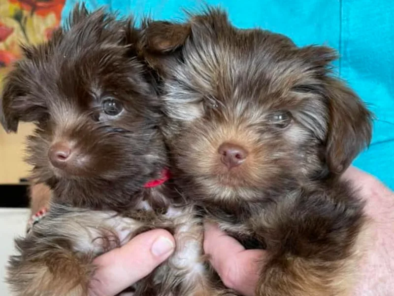 Hudson Valley Yorkies