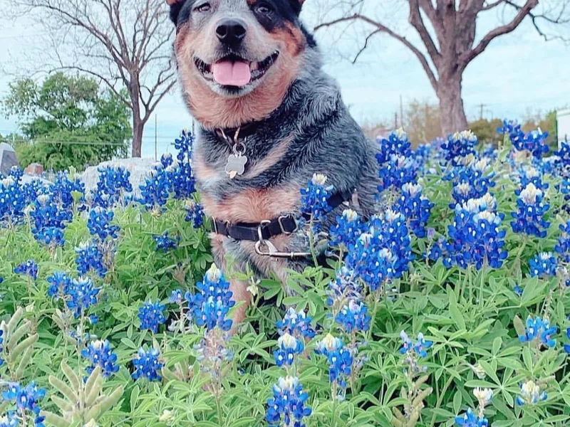 Hudsons Australian Cattle Dogs