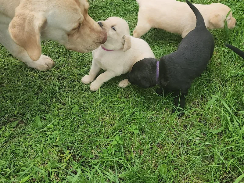 Huebbe's Labradors