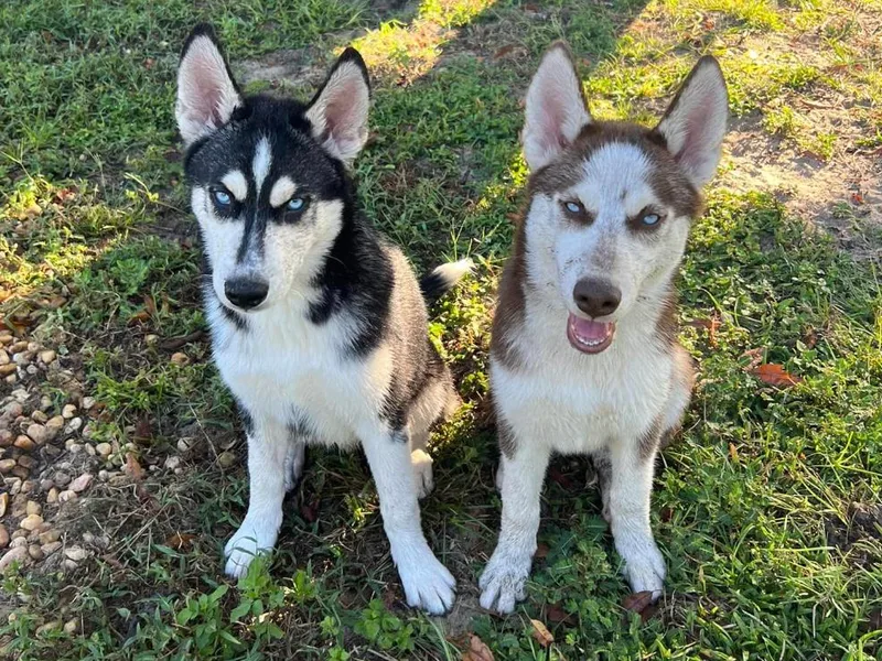 Huffman's Husky House