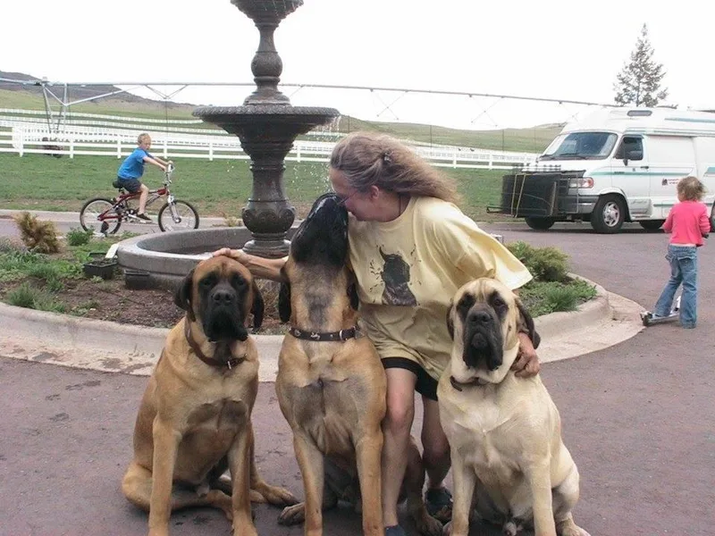 Hug-A-Mug Mastiffs