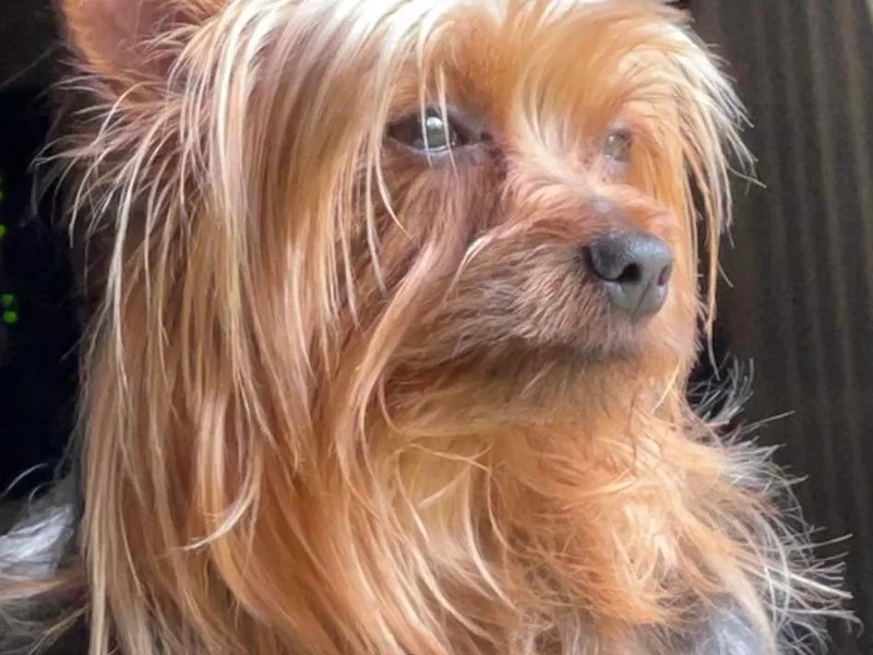 Huggable Yorkies photo 1
