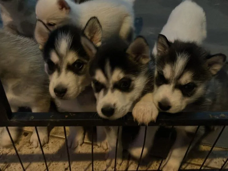 Hughes Huskies photo 1