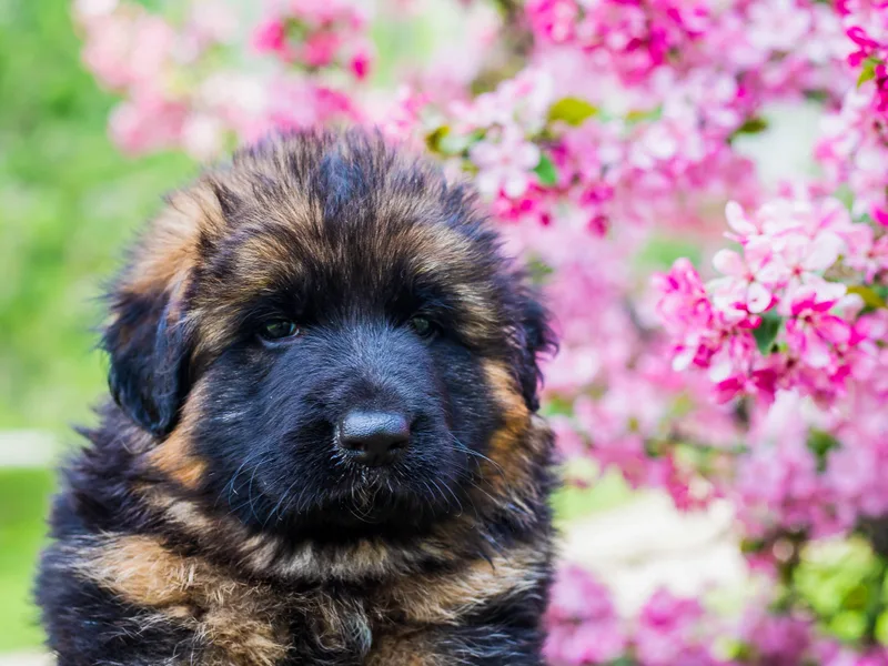 Hughston German Shepherds