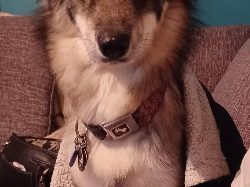 Huginn &amp; Muninn Siberian Huskies