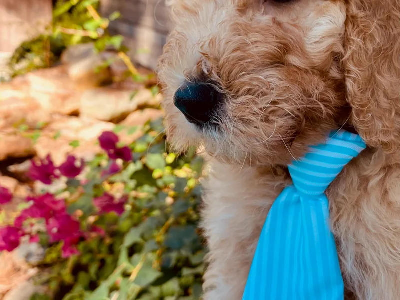 Hula &amp; Oliver Co.