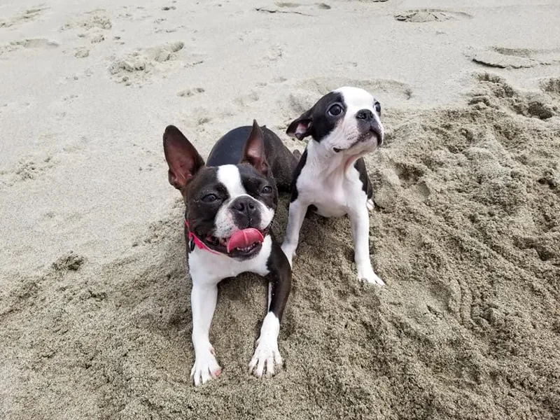 Hula Girl's Bostons