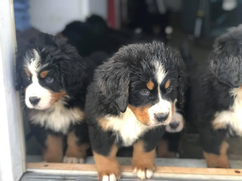 Humble Hearts Bernese