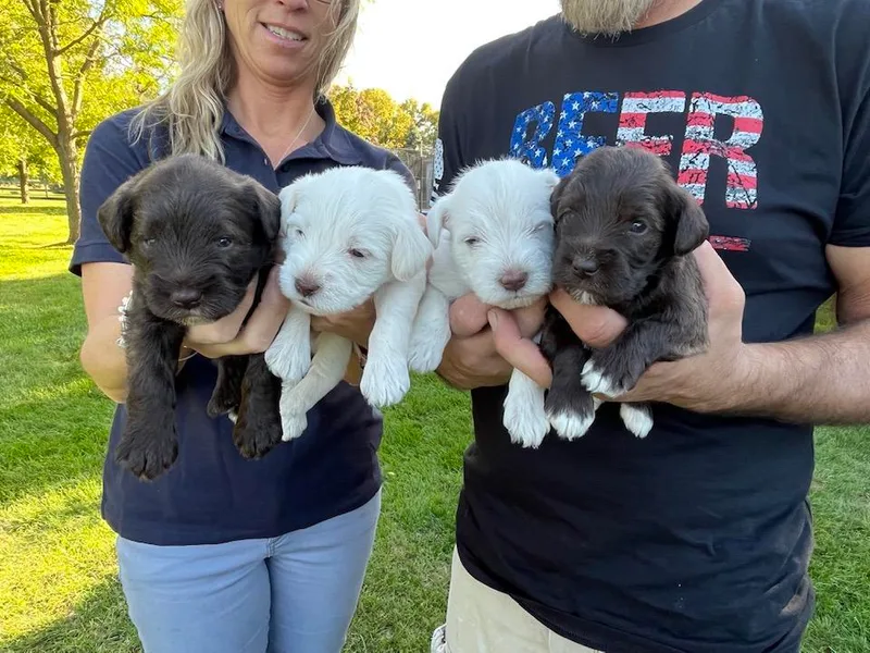 Hume Family Mini Schnauzers