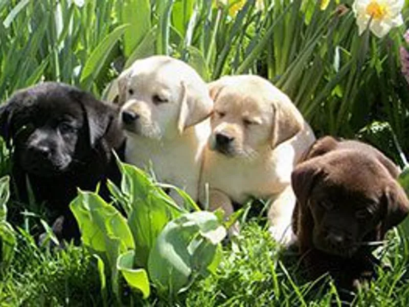 Humehill & Humehill Jr