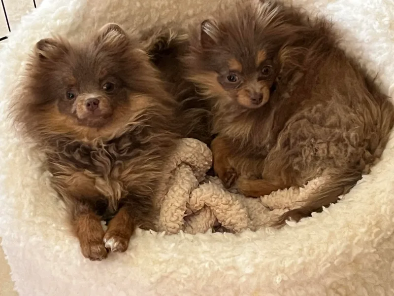 Hummingbird &amp; Fox