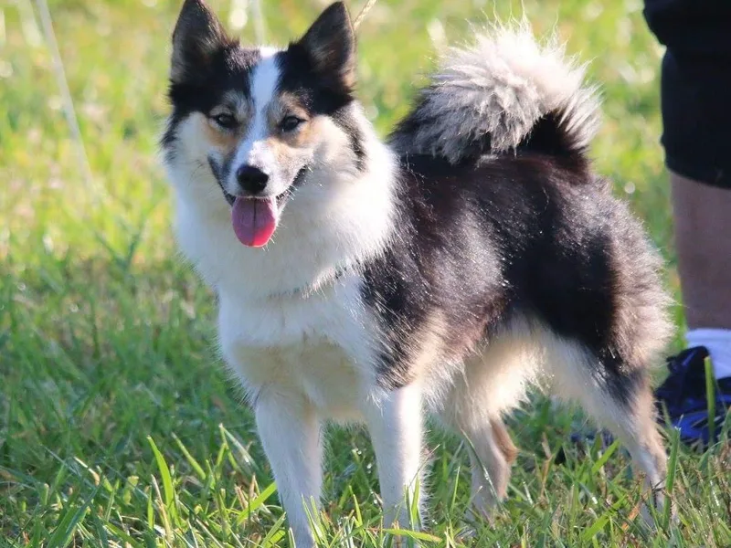 Hundacres Kennel photo 1