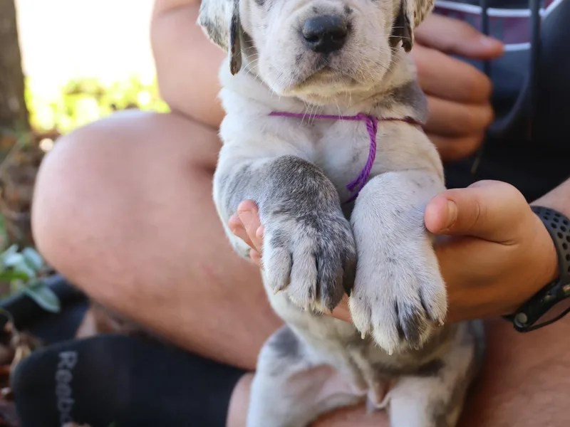 Hundeity Great Danes
